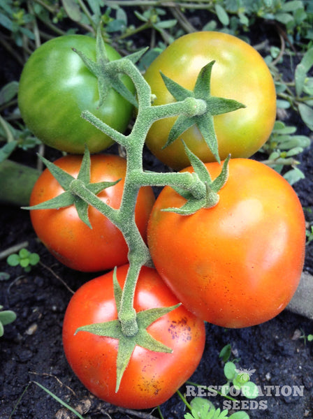 Aker’s Plum tomato image####