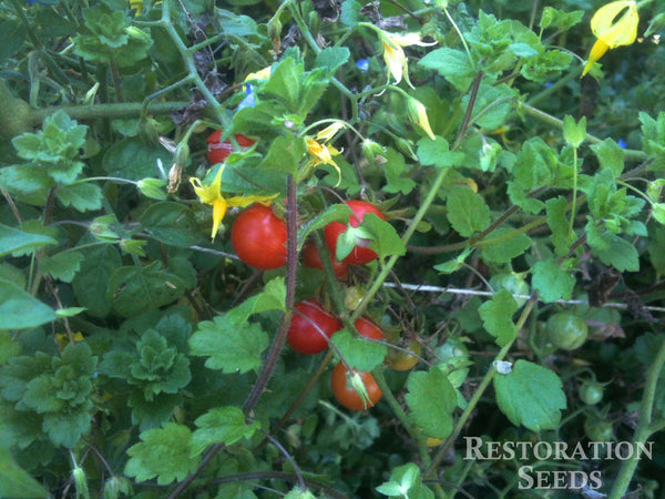 Alberto Shatters tomato image####