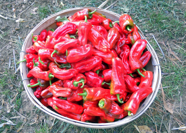 aleppo pepper seeds for planting Aleppo
