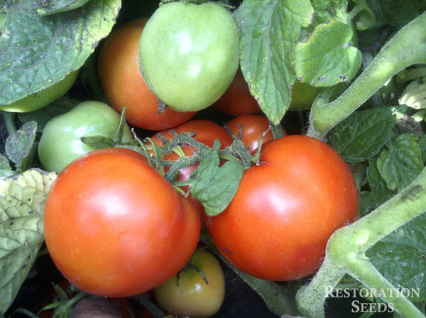 Alpetieva 905A tomato image####