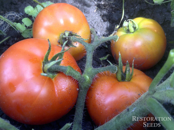 Alpetieva 905A tomato image####