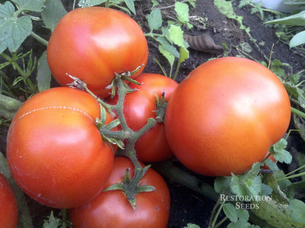 Alpetieva 905A tomato image####