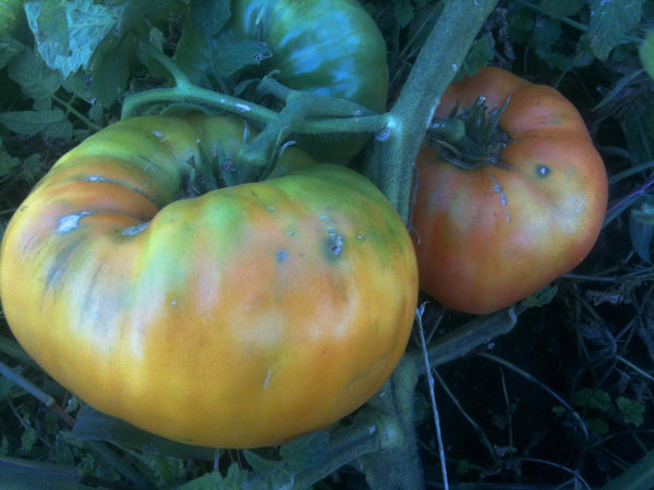 Amana Orange tomato image####