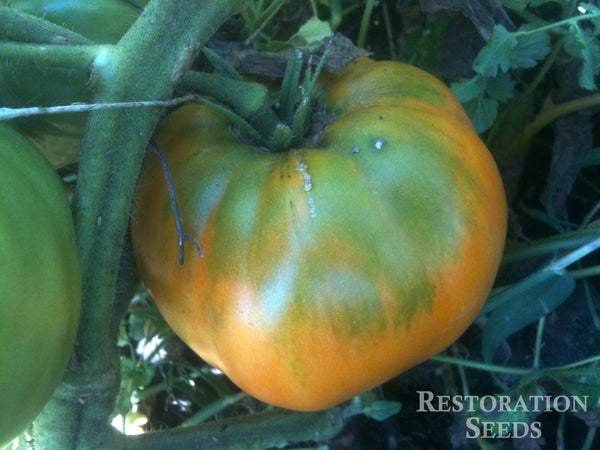 Amana Orange tomato image####