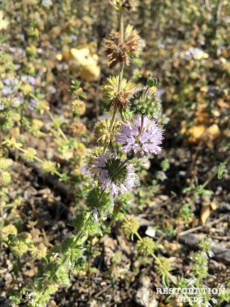 american pennyroyal image####