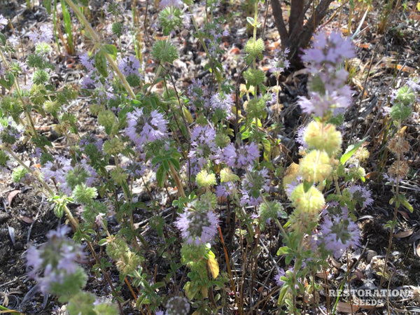 american pennyroyal image####
