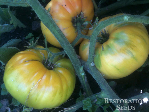 Ananas tomato image####