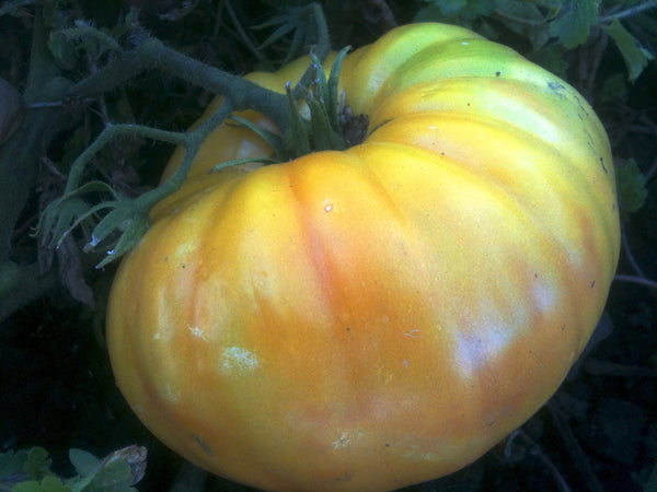 Ananas tomato image####