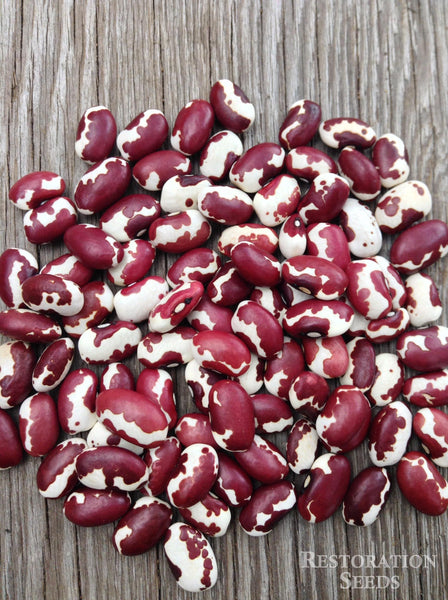 Anasazi® Organic bean image####