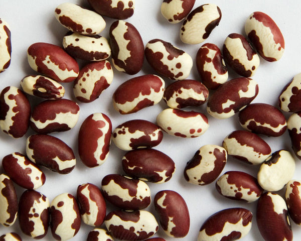 Anasazi® Organic bean image####