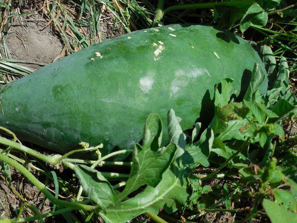 Ancient watermelon image####