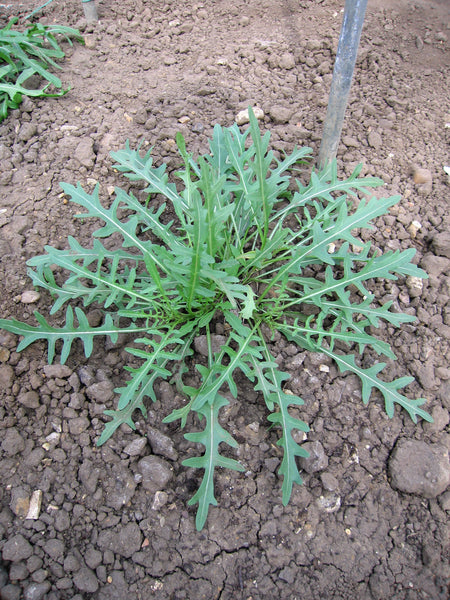 Ancona perennial wall-rocket image####