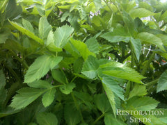 Broadleaf plantain
