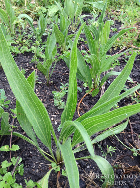 echinacea angustifolia seeds Echinacea angustifolia