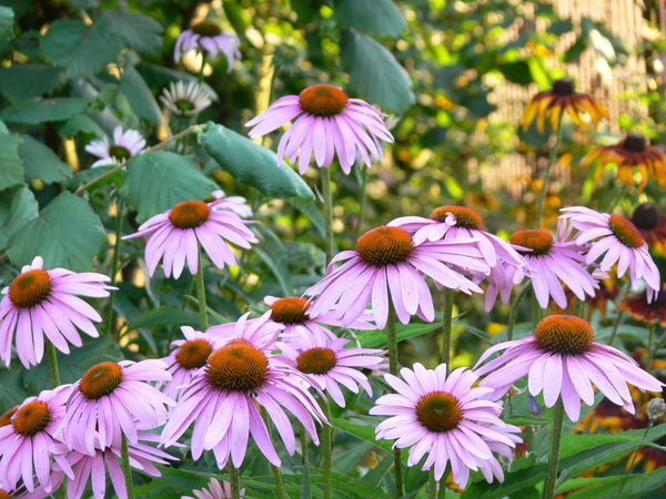 echinacea angustifolia image####