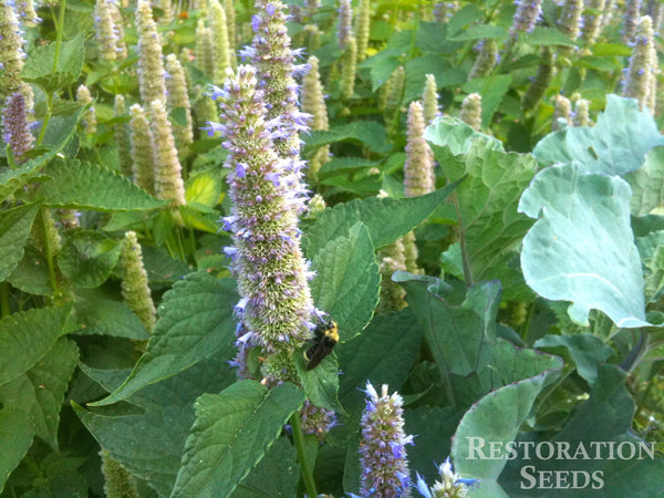anise hyssop image####