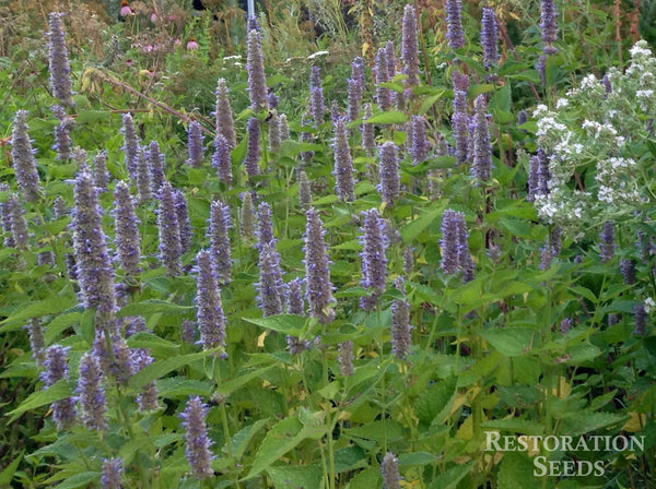 anise hyssop image####