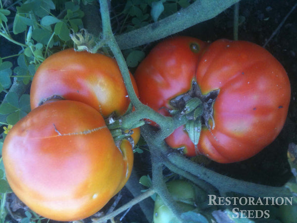 Ararat Flame tomato image####