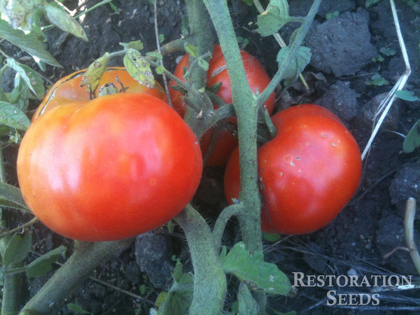 Ararat Flame tomato image####