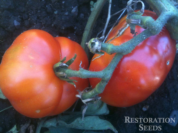 Ararat Flame tomato image####