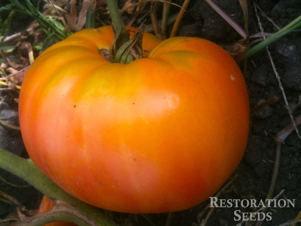 Arkansas Marvel tomato image####