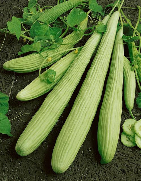 armenian cucumber image####