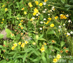 Broadleaf plantain