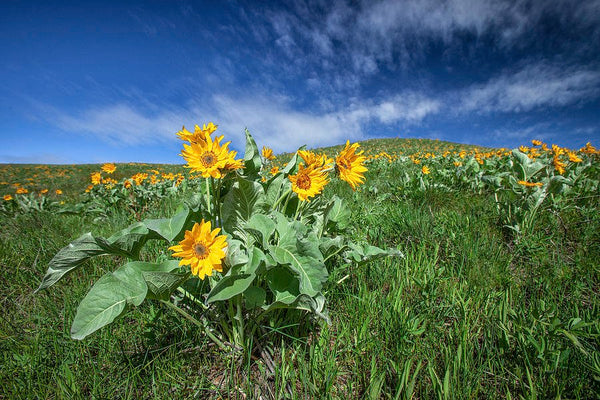 Arrowleaf Balsamroot