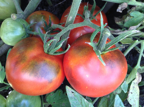 Ashland tomato image####