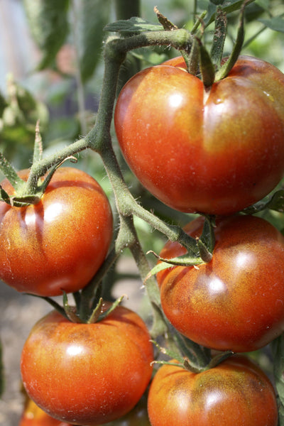 Ashland tomato image####