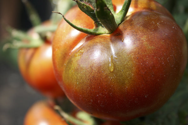 Ashland tomato image####