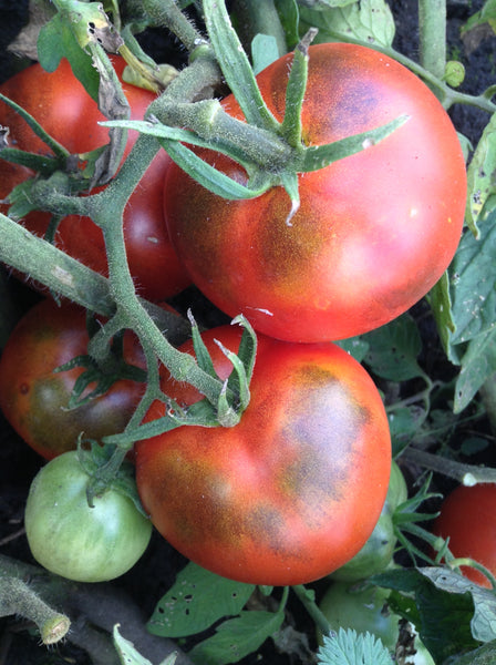 Ashland tomato image####