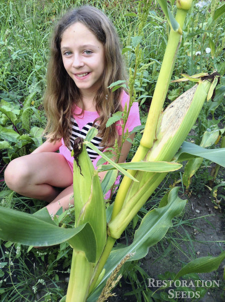 Ashworth Yellow corn, sweet image##Bridget Burr helping with corn harvest.##
