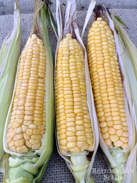 Ashworth Yellow corn, sweet image####