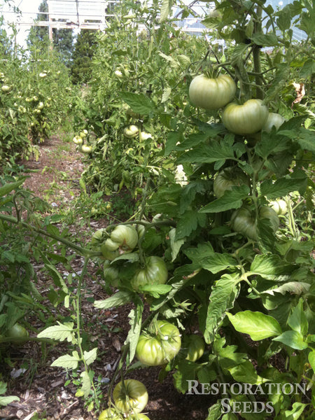 Aunt Ruby’s German tomato image####