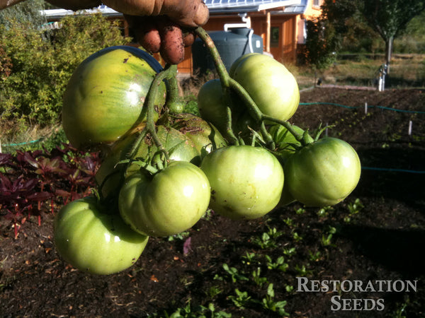Aunt Ruby’s German tomato image####