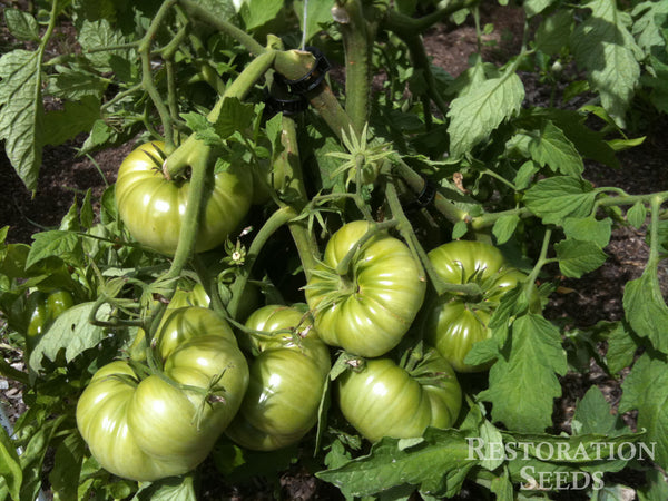 Aunt Ruby’s German tomato image####