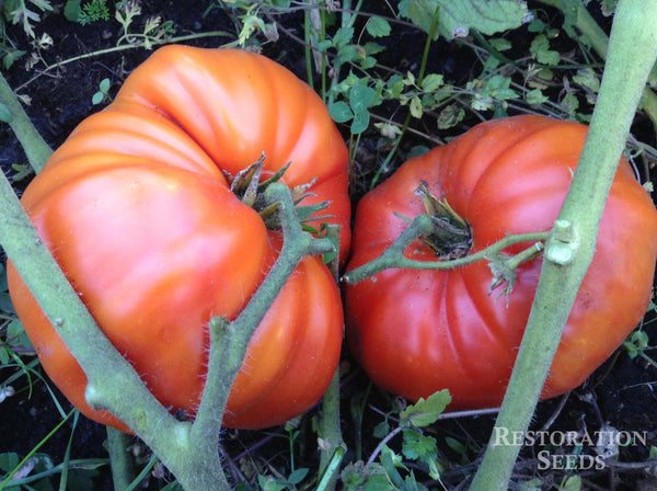 Aussie tomato image####