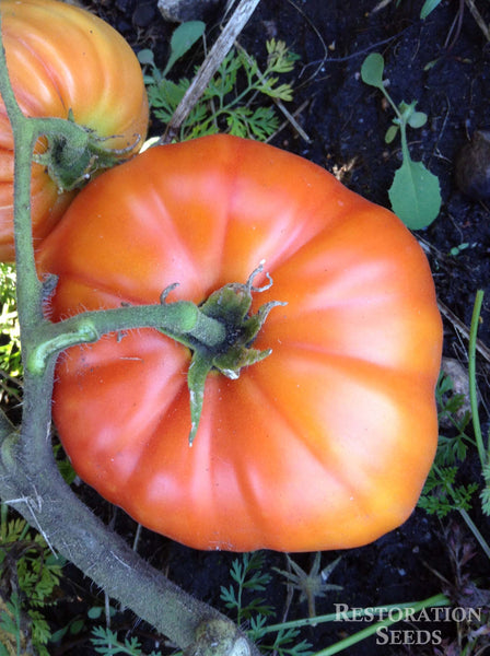 Aussie tomato image####