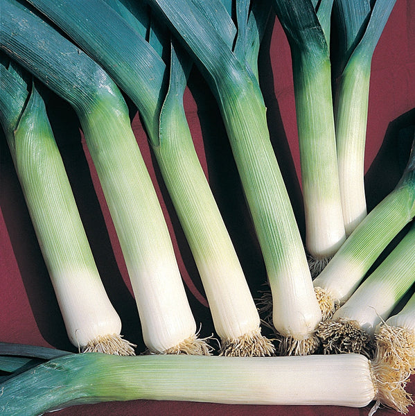 Autumn Mammoth Hannibal leek image####