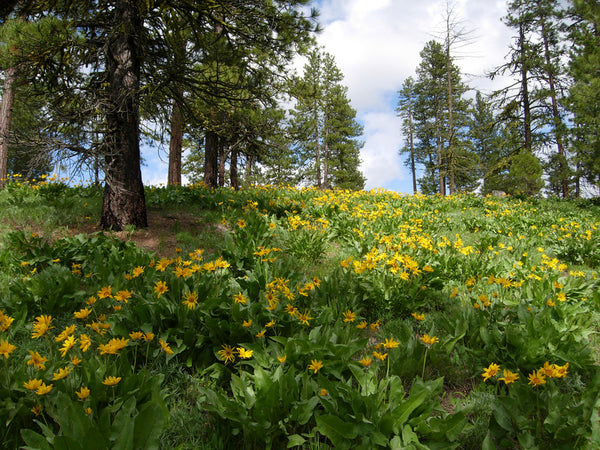 Arrowleaf Balsamroot