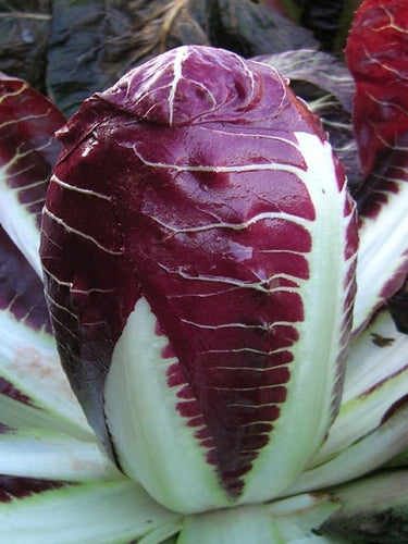 Baldo radicchio image####