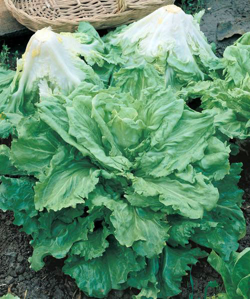 Batavian Full Heart endive image####