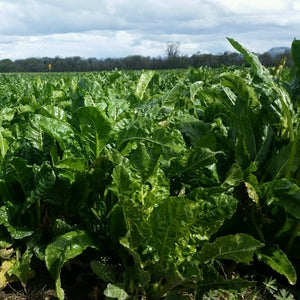 Bayou forage kale image####