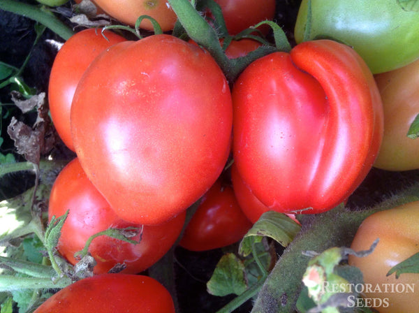 Bellstar tomato image####