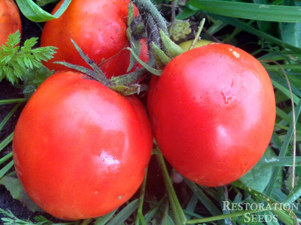 Bellstar tomato image####