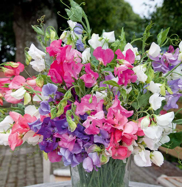 Bijou Mix sweet pea image####