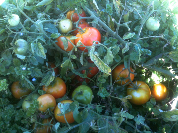 Bison tomato image####