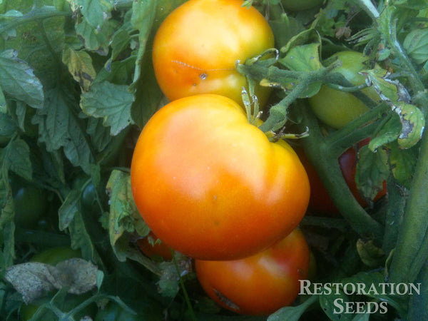 Bison tomato image####