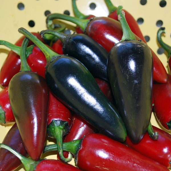 Black Hungarian pepper, sweet image####